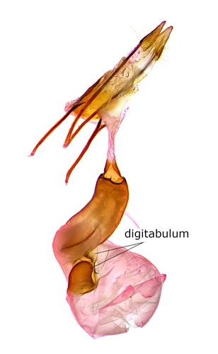 Transfigured Hydriomena