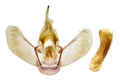Greater Grapevine Looper Moth photo 3