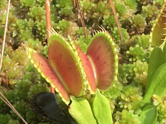 Dionaea muscipula