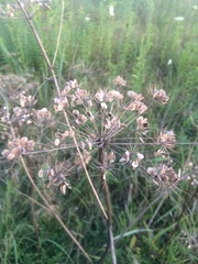 Tordylieae