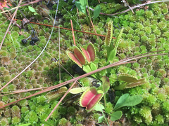 Dionaea muscipula
