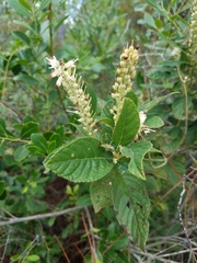 Clethra tomentosa