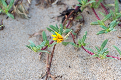 Pectis multiflosculosa (Pectis multiflosculosa)