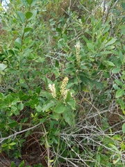 Clethra tomentosa