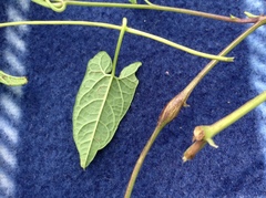 Neolasioptera convolvuli