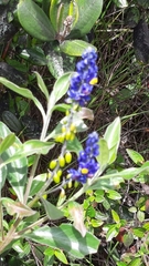 Monnina salicifolia