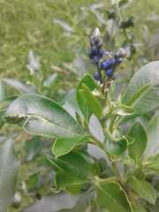 Monnina salicifolia
