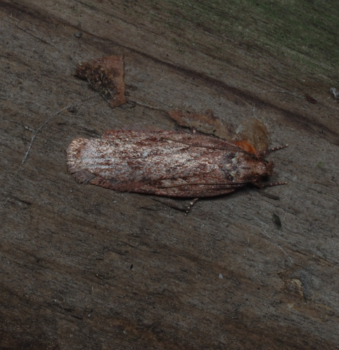 Yarrow Flat-body