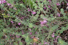 Indigofera alopecuroides