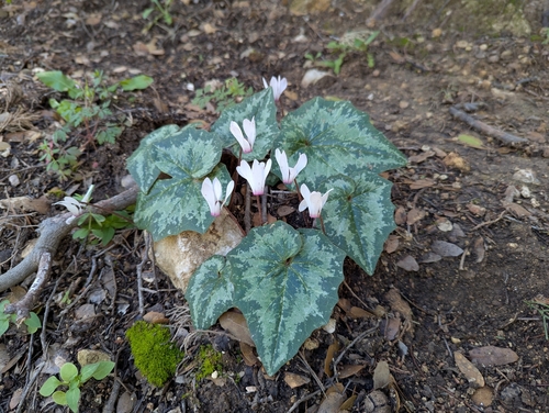 Image of Cyclamen rhodium by (c) Elias, some rights reserved (CC BY)