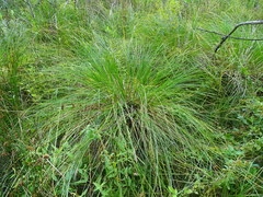 Carex paniculata