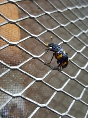 Nicrophorus nepalensis