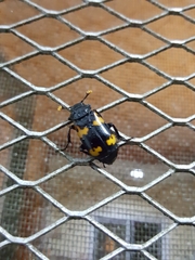 Nicrophorus nepalensis