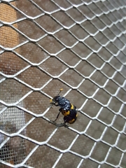Nicrophorus nepalensis