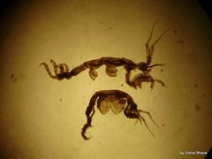 Paracaprella pusilla