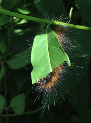 Amsonia tabernaemontana
