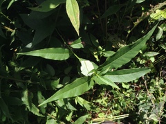 Amsonia tabernaemontana