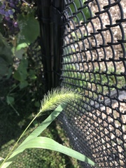 Setaria viridis viridis