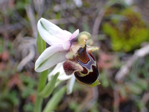Image of Ophrys dodekanensis by (c) Elias, some rights reserved (CC BY)