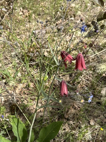Fritillaria gentneri, photograph 2