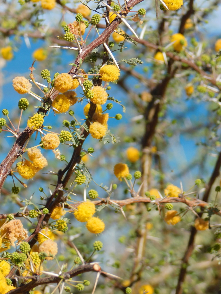 Vachellia pacensis