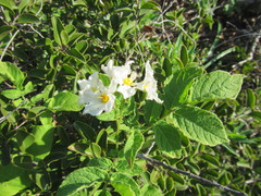 Solanum maglia