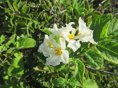 Solanum maglia