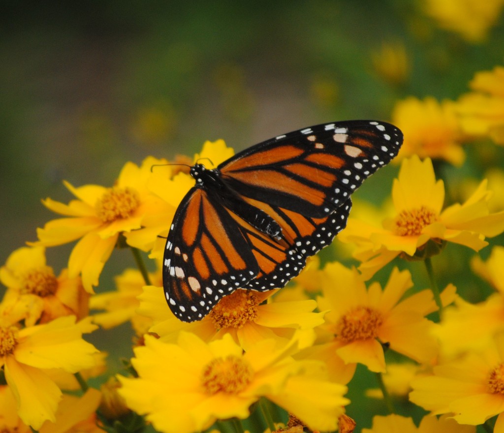 California Garden Center Leads by Example with Monarch Wishing Tree
