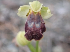 Crete Ophrys (Ophrys theophrasti)