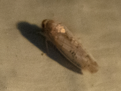 Ponana quadralaba