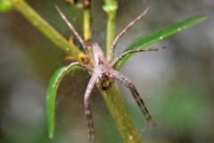 Pisaurina