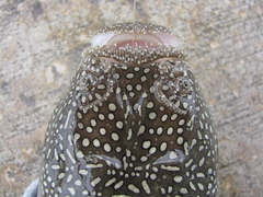 Astroscopus y-graecum