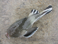 Astroscopus y-graecum