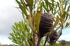 Leucadendron platyspermum