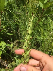 Platanthera huronensis