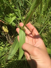 Platanthera huronensis