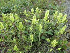 Castilleja pallida caudata