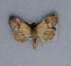 Exyra semicrocea
