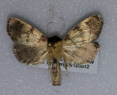 Exyra ridingsii