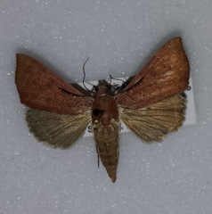 Anomis illita