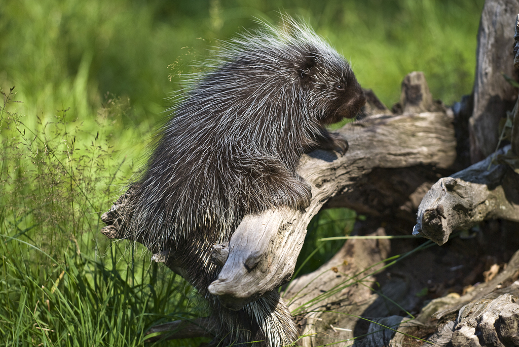 North American Porcupines