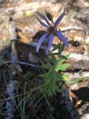 Eucephalus ledophyllus covillei