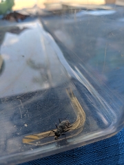 Cicindela repanda repanda