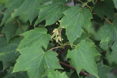 Acer ukurunduense