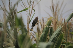 Agelaius phoeniceus