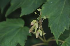 Acer ukurunduense