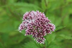 Eupatorium glehnii