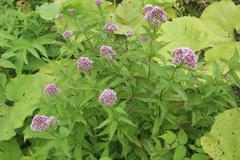 Eupatorium glehnii