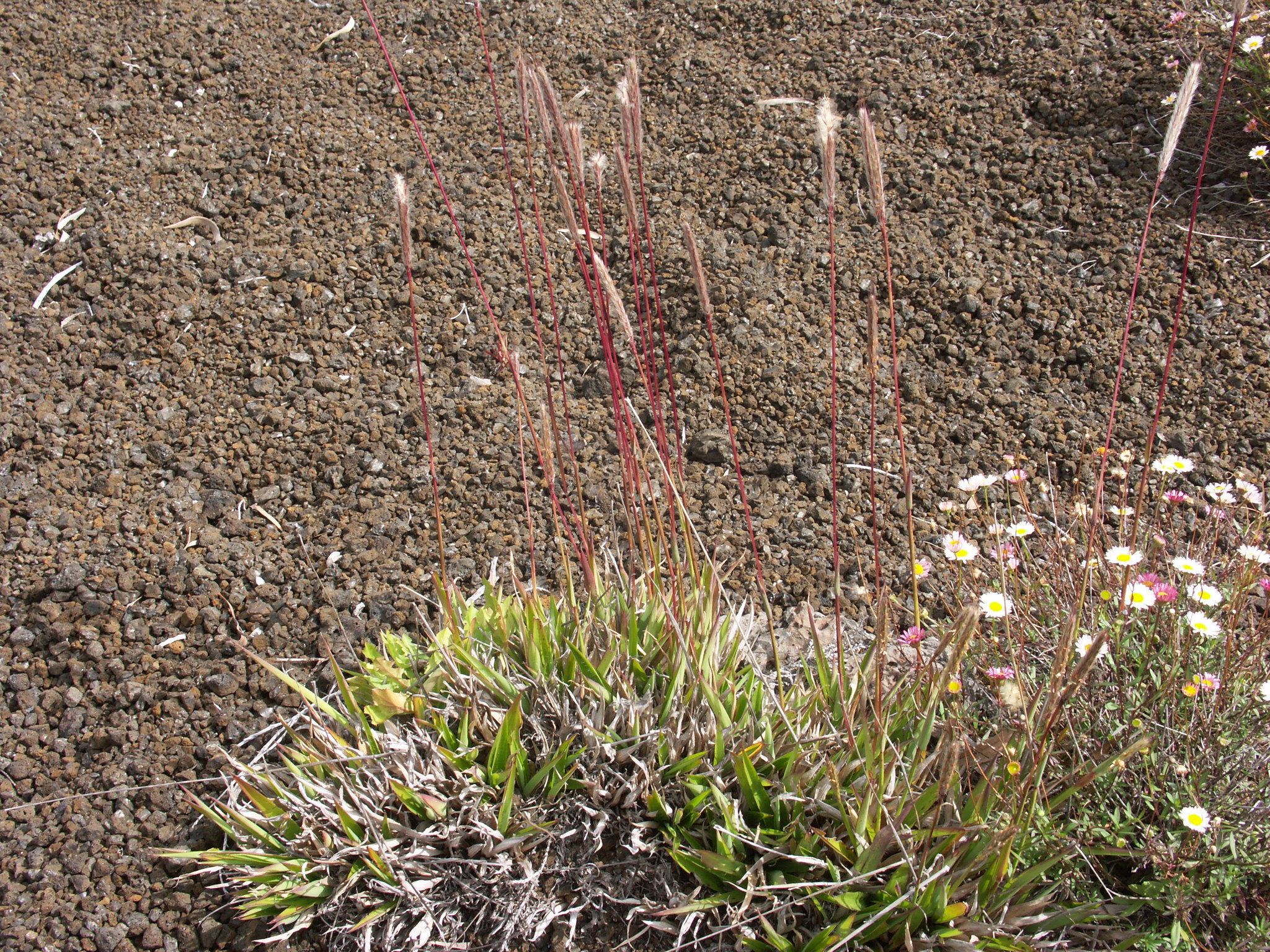 (c) Jean-Philippe BASUYAUX, certains droits réservés (CC BY-NC) https://www.inaturalist.org/observations/31303214