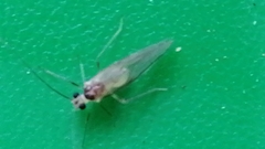 Stenopsocus